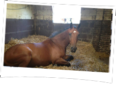 Livery Stable Yard